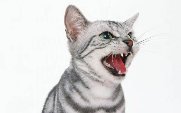 小猫眼屎多怎么办