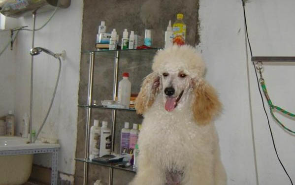 哪里能买到纯种巨型贵宾犬