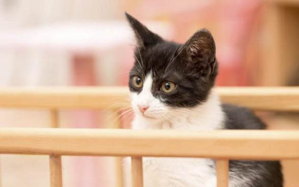 四蹄踏雪猫多少钱一只