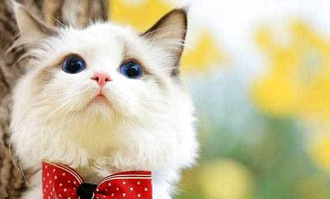 猫吃东西流眼泪是因为什么原因引起的