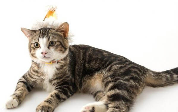 猫咪软便带血但很活泼