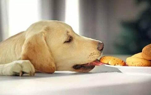 狗狗体内驱虫一般多久一次