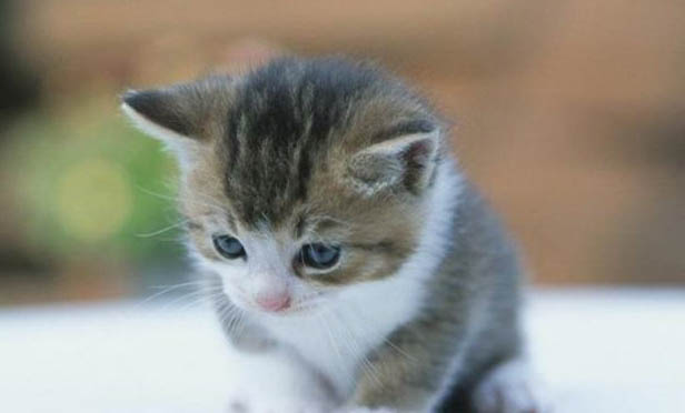 猫为啥轻轻咬人