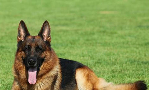 德国牧羊犬价格多少钱一只