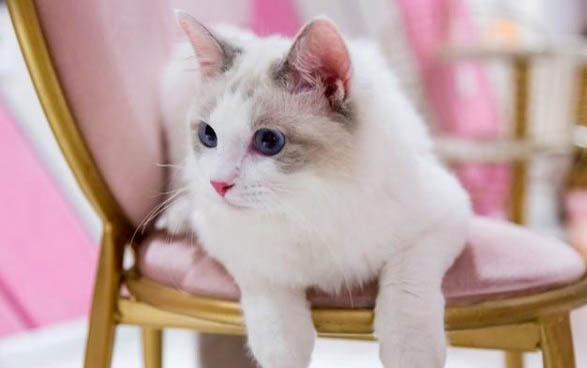布偶猫颜色品种