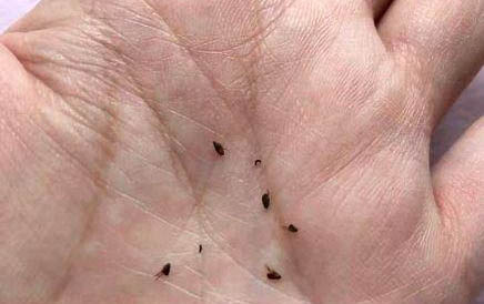 小猫死前的征兆