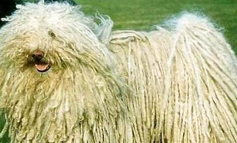 波利犬太瘦的原因及处理方法