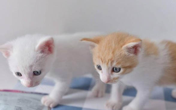 母猫一般怀孕多久生小猫?