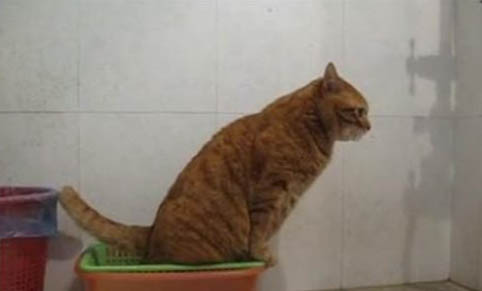 宠物猫的平均寿命