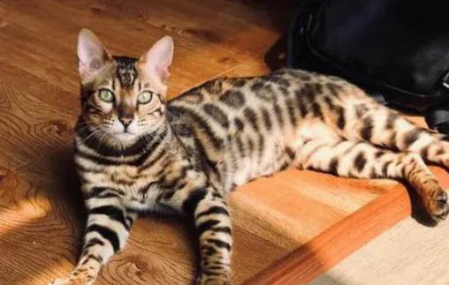 孟加拉豹猫吃什么