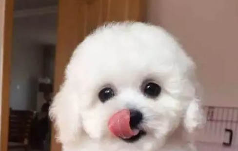 狗狗自动喂食器好不好