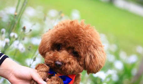 泰迪犬和贵宾犬的区别，平时饲养注意什么
