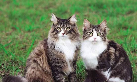 挪威森林猫不埋屎了,该怎么办?