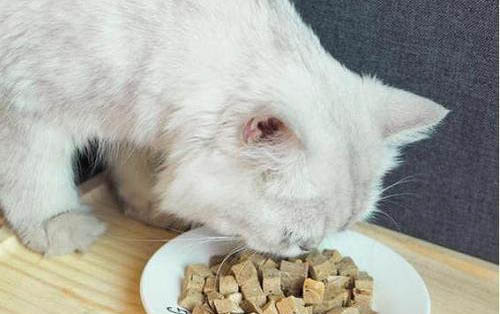 小猫得了猫瘟有什么症状