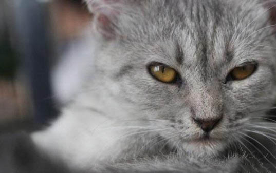 猫咪几个月开始发腮呢