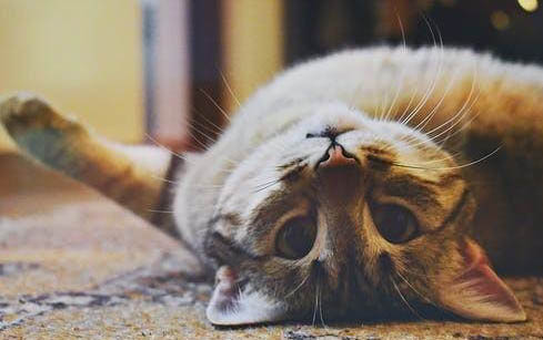 猫咪怀孕都有哪些症状
