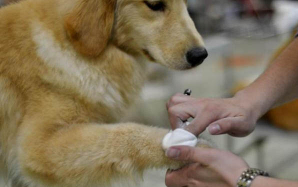 狗狗多久驱虫一次合适