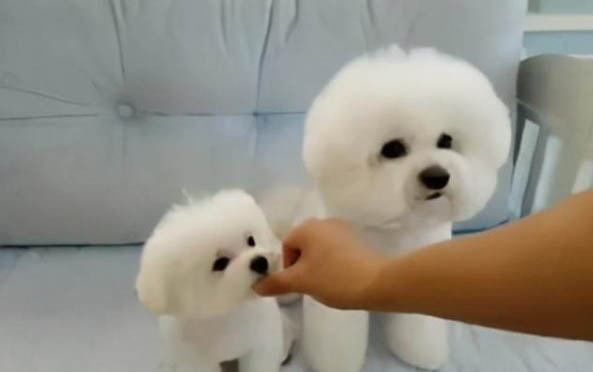 为什么我家狗狗总是脱毛呢