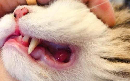 养宠知识解答：猫咪不会埋便便怎么办