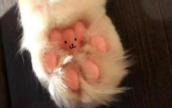 猫生气的表现