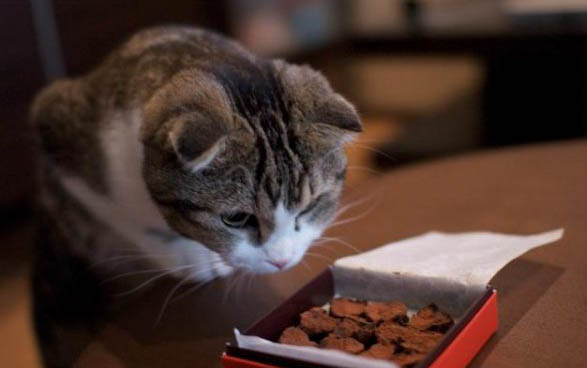 三个月小猫吃两只熟虾可以吗