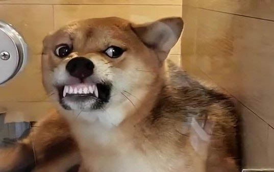 狗狗能喝牛奶吗
