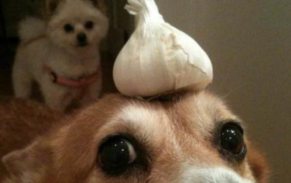 哮天犬是公狗还是母狗