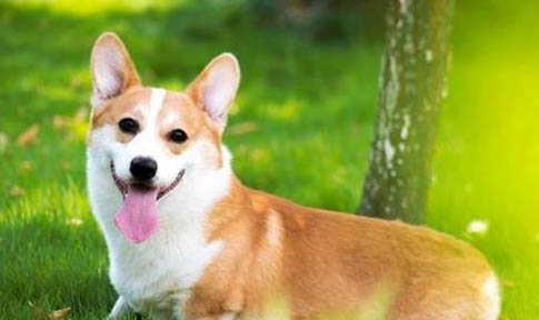 纯种柯基犬幼犬价格多少钱一只?
