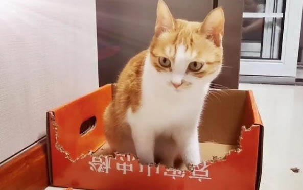 小猫尾巴的作用有哪些?饲养小猫时温度需要保持在多少?