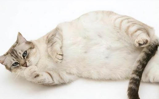 小猫咪吃了猫砂会怎么样