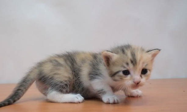 小猫打哪些疫苗