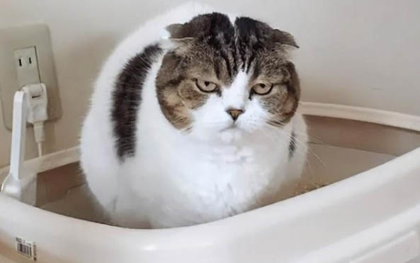 公猫会照顾小猫吗