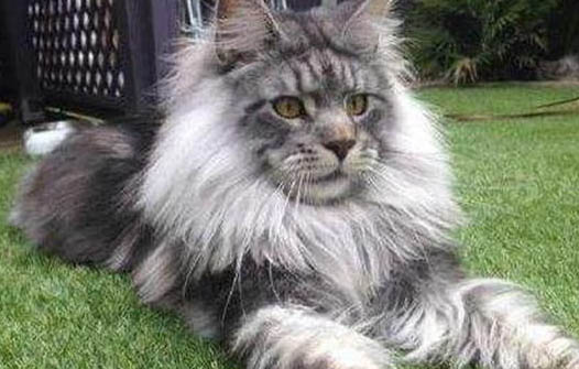 缅因猫什么时候算成年了?
