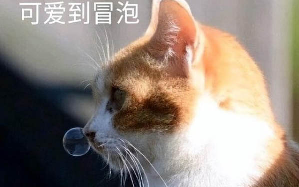 四个月大的小猫正常体重是多少