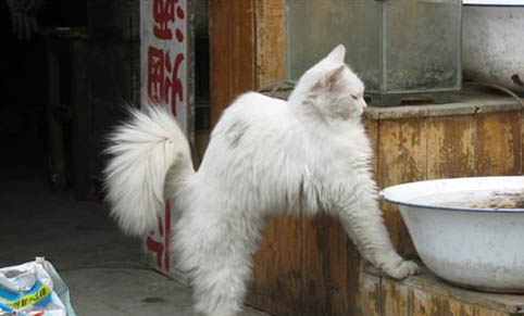猫咪得了传腹还能活多久啊