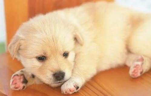 狗狗得了犬瘟细小会传染给人吗