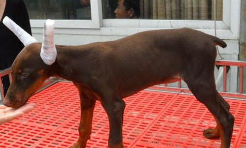 德国杜宾犬口吐白沫的原因及处理方法