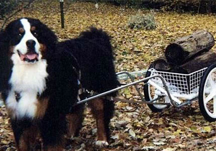 伯恩山犬鼻子出血的原因及处理方法