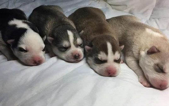狗狗偷吃了巧克力会怎么样