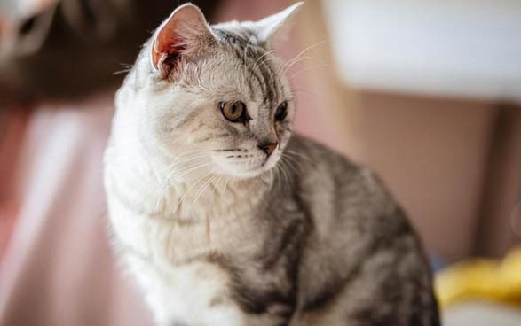 猫咪感冒后多久转化为猫鼻支