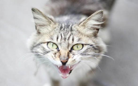 捡了一只小猫怎么养呢?