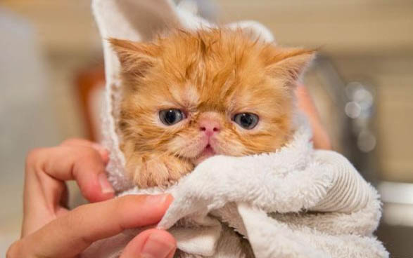 猫鼻支的潜伏期是多久呢