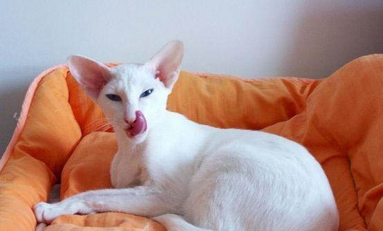 东方短毛猫为何有眼屎?如何处理以及注意事项?