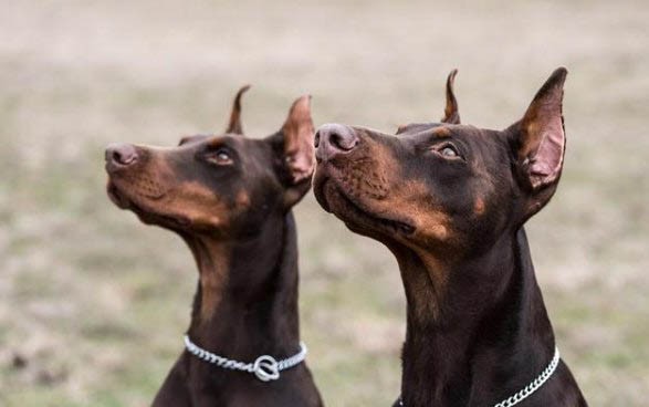 如何判断杜宾犬适合吃什么狗粮