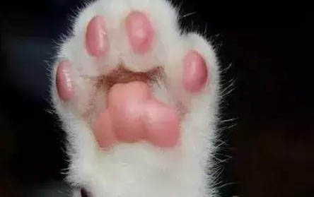 两个月小猫能吃猫罐头吗