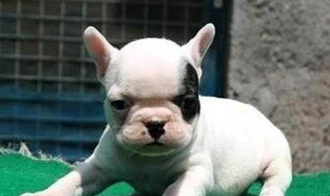 法国斗牛犬好养吗优缺点