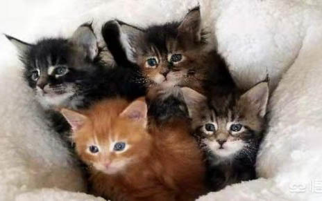 小猫几个月可以开始驱虫呢