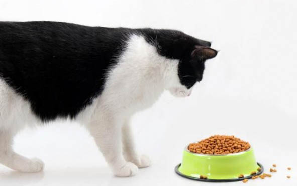 如何把猫身上的虫子去掉