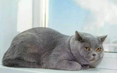 猫咪为什么总吐啊