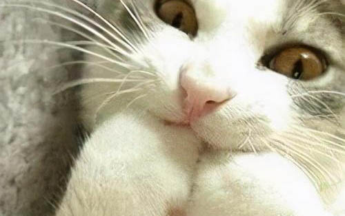 猫叫春一般会持续多少天正常